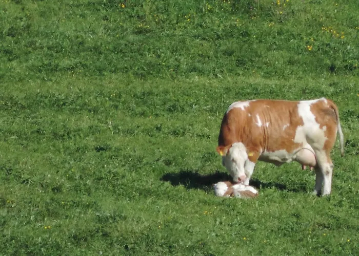 Auf'm Reifnhof